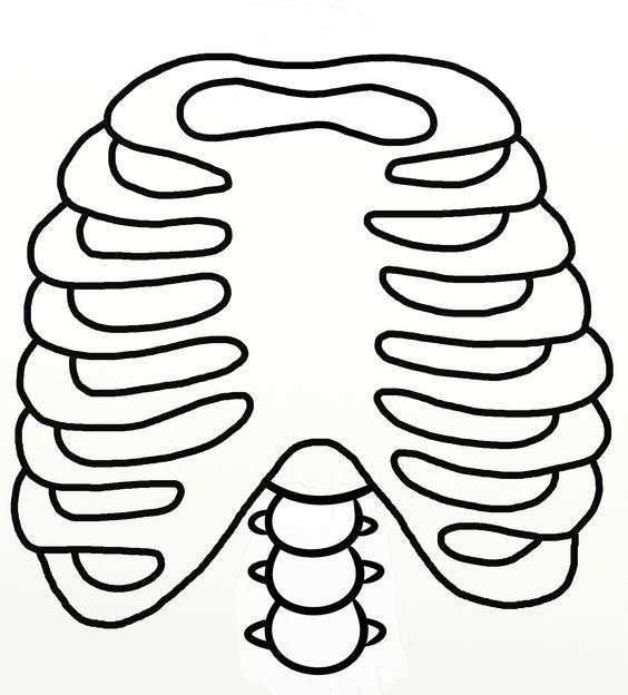 Ribs and Rib cage