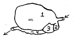 Basic Goat Facts - Sale Creek Veterinary Services