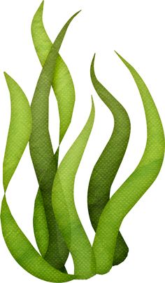 Clip art, Seaweed and Art