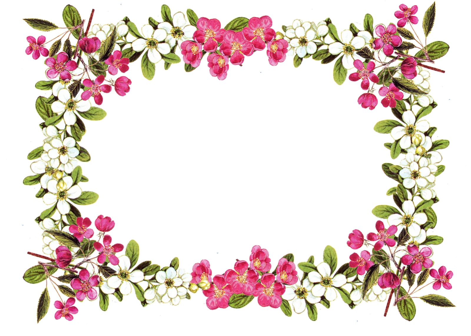 Free flower clipart borders