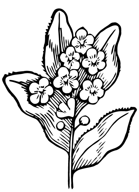 Ephemeraphilia