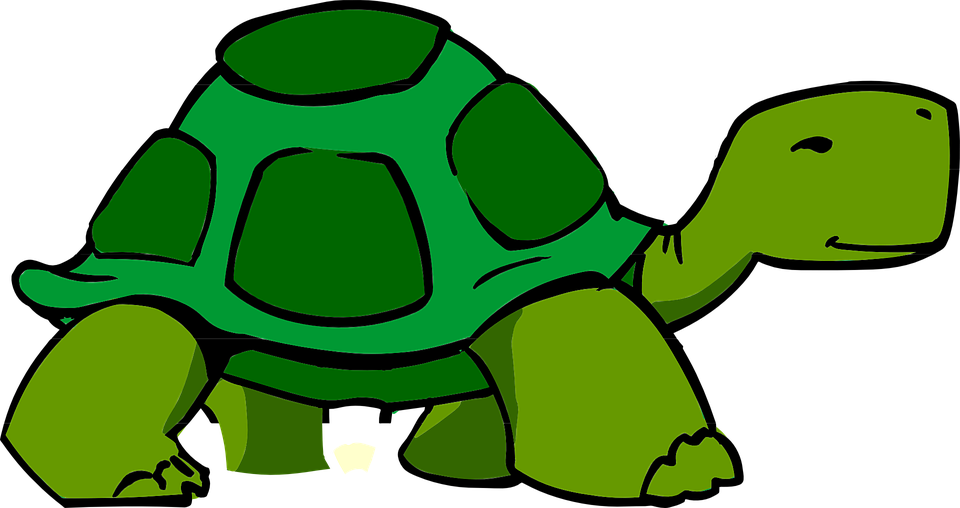 Tortoise clipart no background - ClipartFox