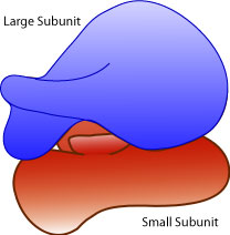 BioBook | Leaf: What are Ribosomes? What is the function of the ...
