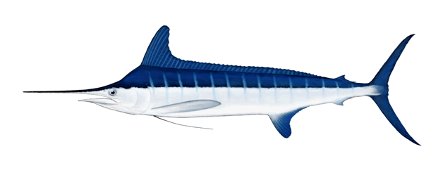 Carite Pez - ClipArt Best