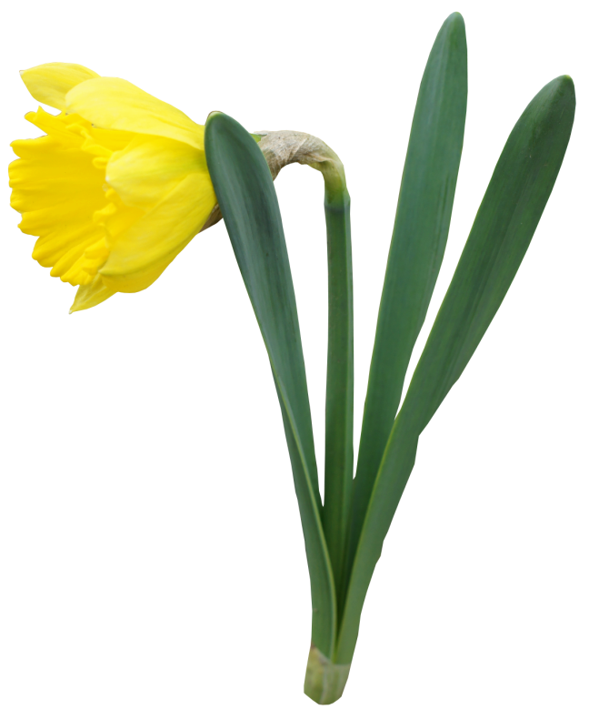 Free Daffodil Clip Art Borders - ClipArt Best