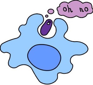 Macrophage Picture - ClipArt Best