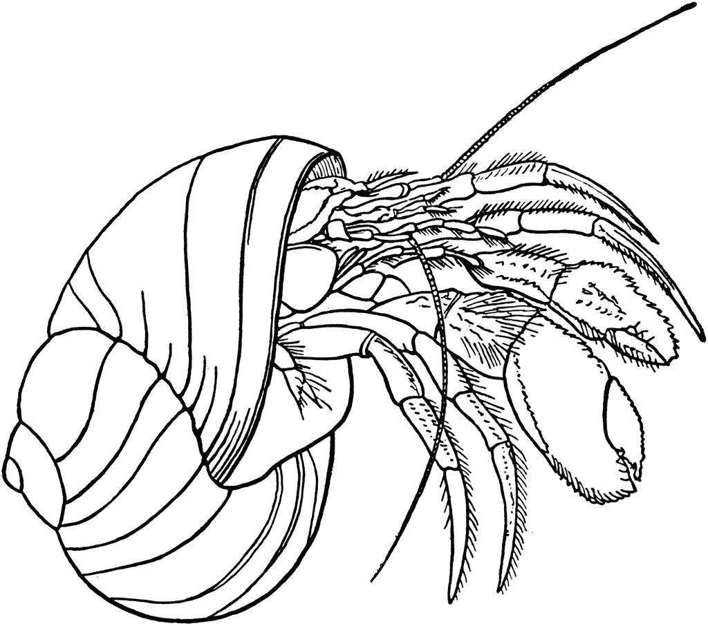 Hermit Crab Clipart Etc