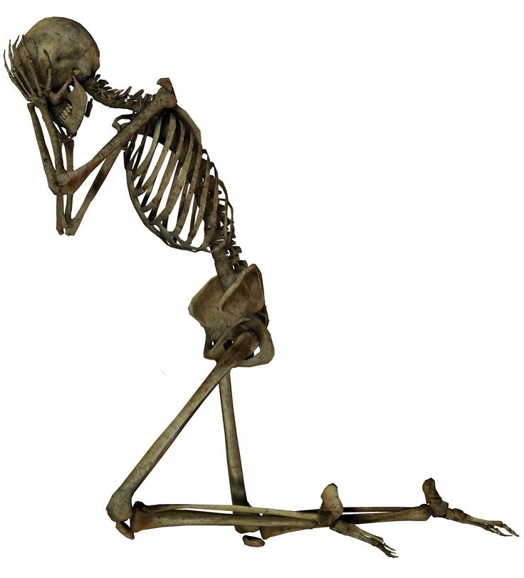 Functions of the skeleton clipart best