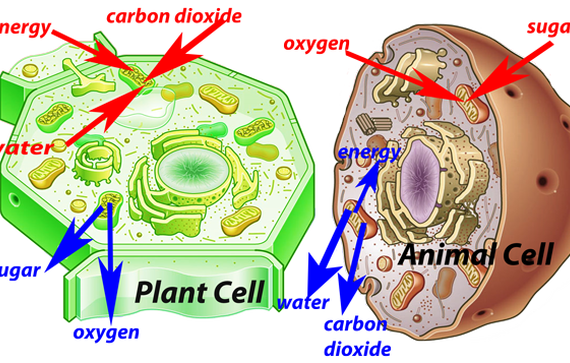 34 Stunning Plant Cell And Animal Wallpapers - 7te.org