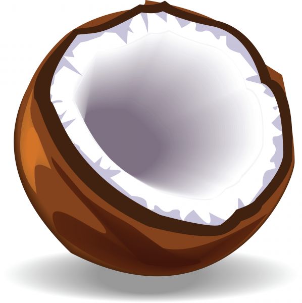 Open Coconut Clipart