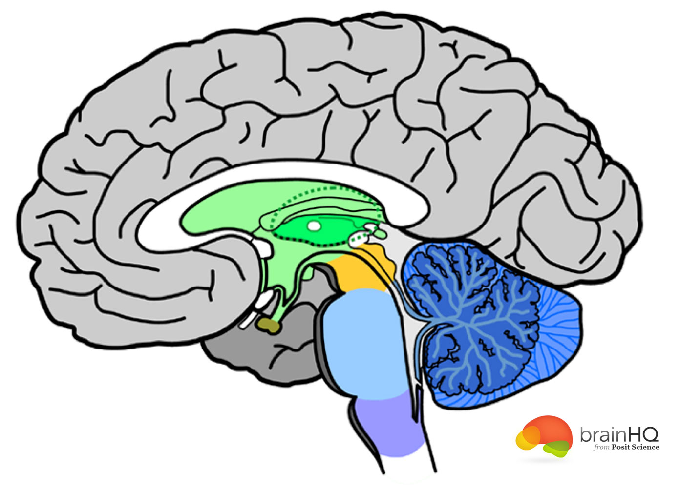 Головной мозг из трех отделов реберное дыхание