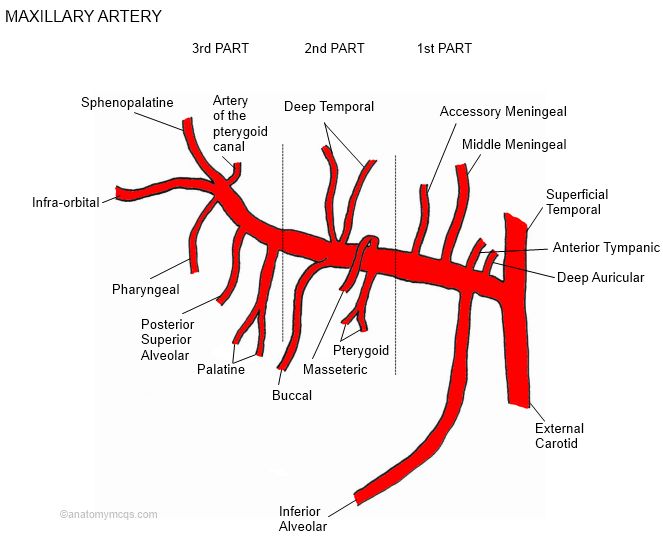 1000+ images about anatomy | Lungs, Axial skeleton ...