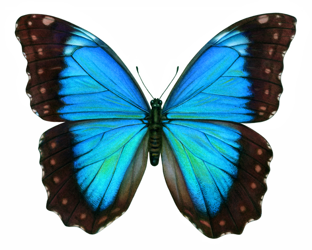 Butterfly Illustrations