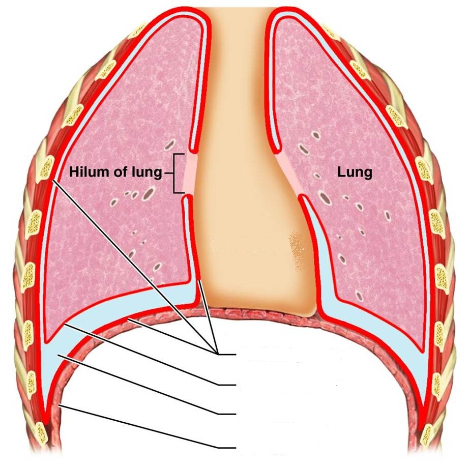 CLASS BLOG: BIO 202 Respiratory System Worksheet