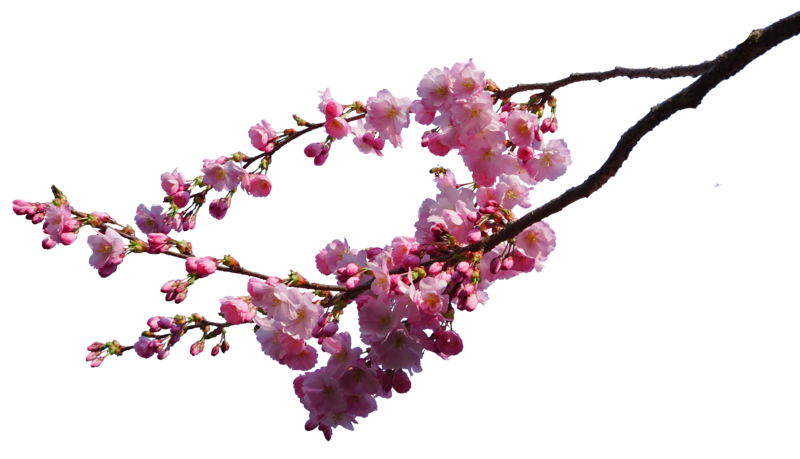 Cherry Blossom PNG Images Transparent Free Download | PNGMart.com