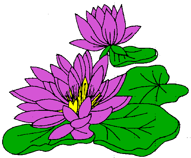 All Cliparts: Water Lily Clipart