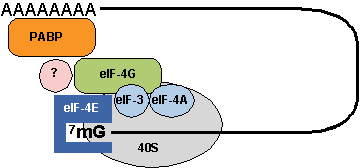 eIF4g.GIF