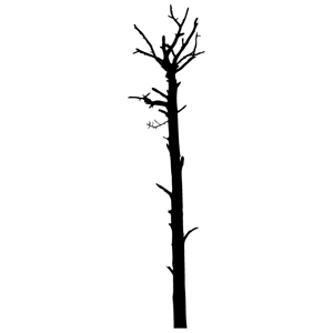 Birch Tree Clipart - ClipArt Best