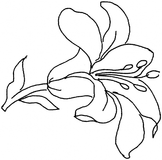 Lily Flower Drawings - ClipArt Best