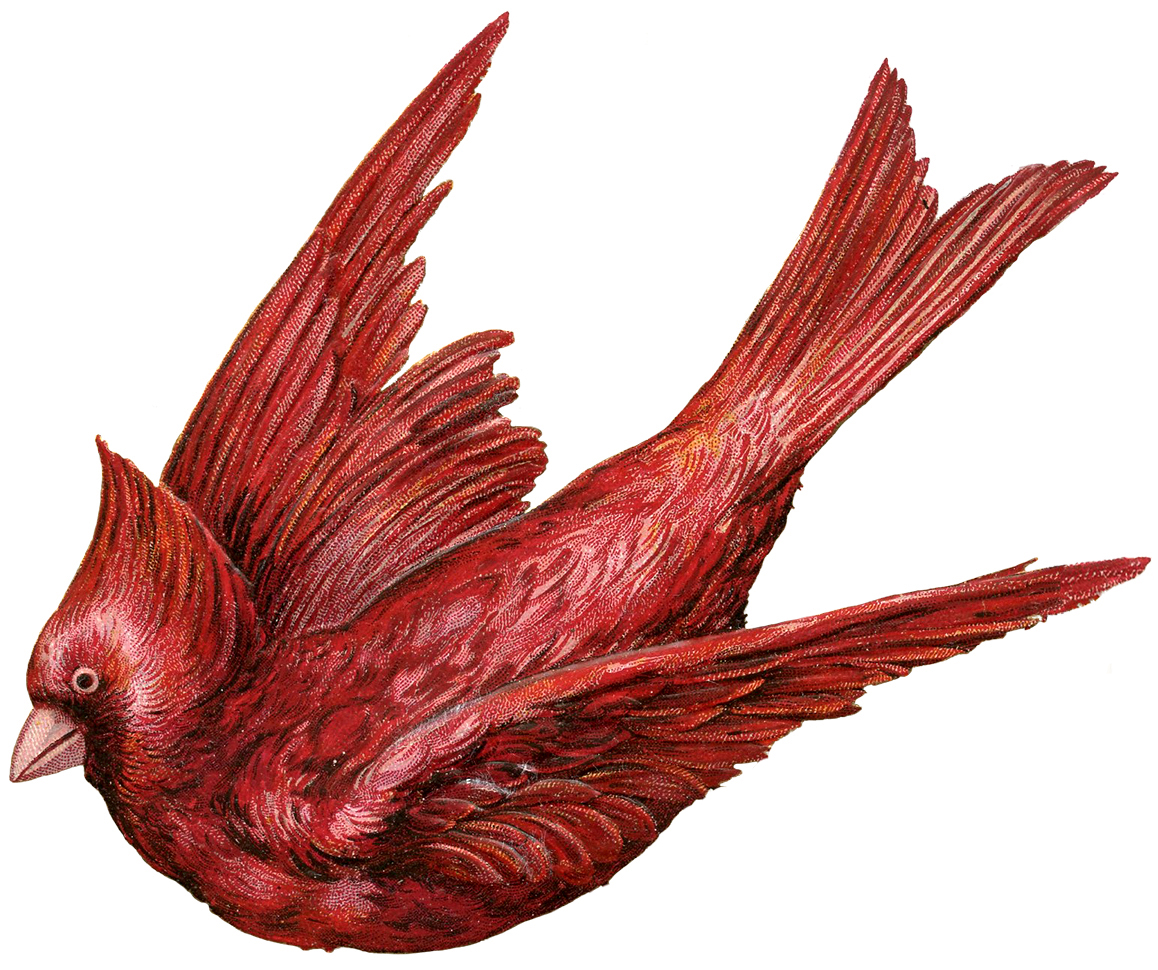 Exceptional Cardinal Bird Image - The Graphics Fairy