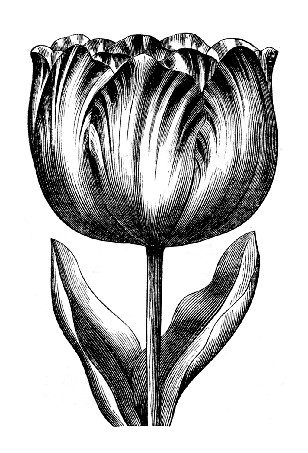 Vintage Clip Art - Spring Tulips - The Graphics Fairy