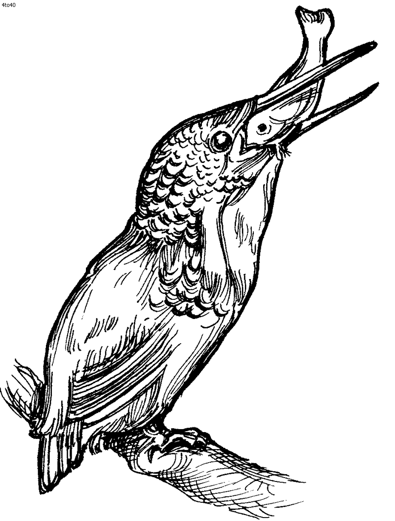 Birds Coloring Pages - Kids Portal For Parents