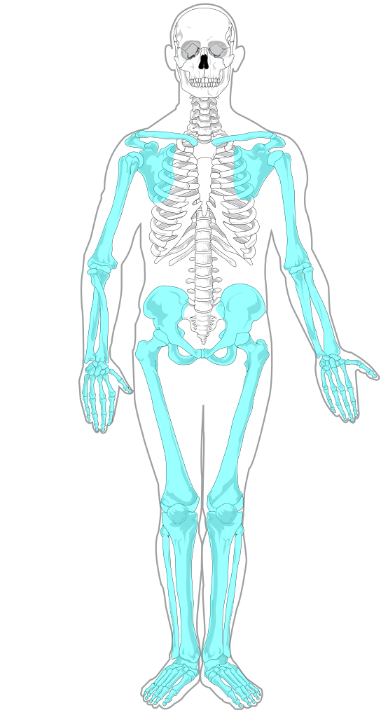 File:Appendicular skeleton diagram blank.svg