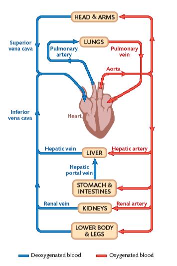 THE CIRCULATORY SYSTEM
