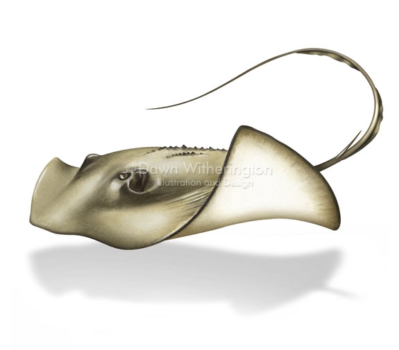 Fish | drawnbydawn.com