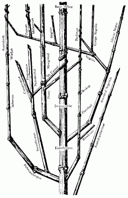 The Genealogical World of Phylogenetic Networks: August 2012