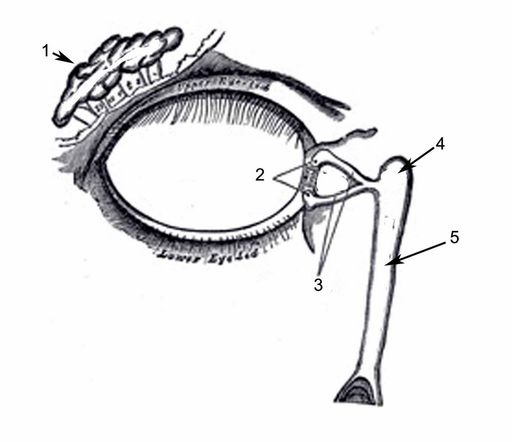 ANATOMY OF THE HUMAN EYE: February 2006