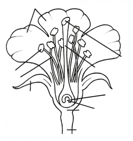 PARTS OF FLOWER :: PARTS OF PLANT :: KINDERGARTEN WORKSHEET GUIDE ...