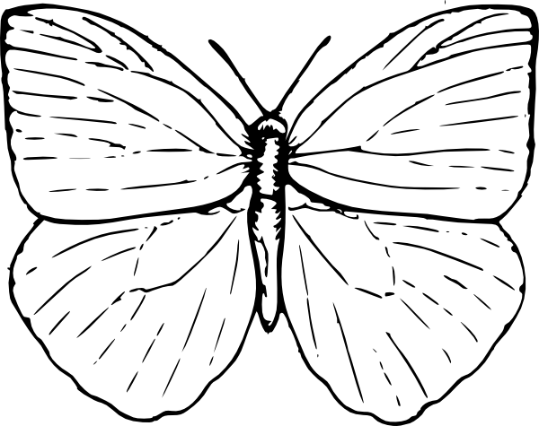 Butterfly Line Drawing - ClipArt Best