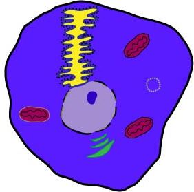 Animal Cell Diagram