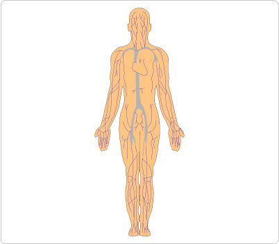 1000+ images about Human Body Clip Art