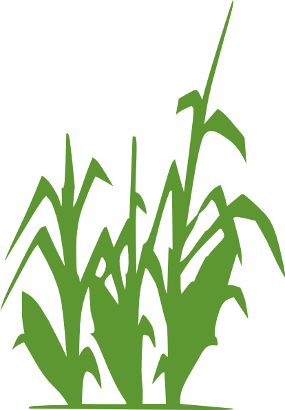 Corn Field Clipart