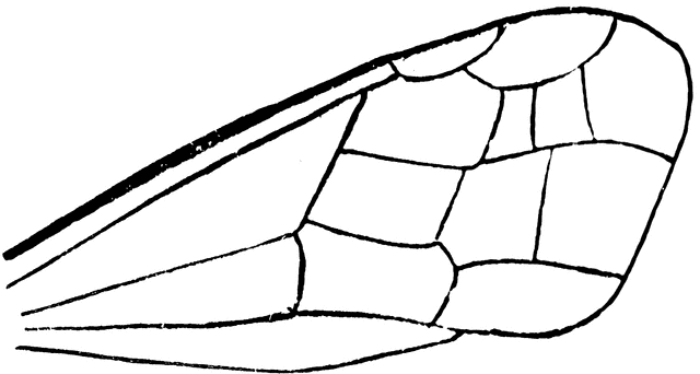 Bee wings clipart