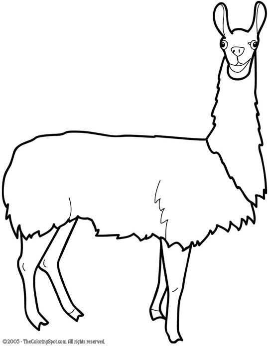 Llama Clipart