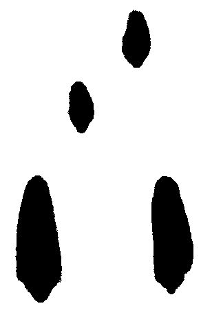 Rabbit Tracks