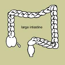 Digestive System Facts for Kids