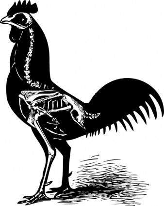 Ayam Kerangka Clip Art-vektor Clip Art-vektor Gratis Download Gratis