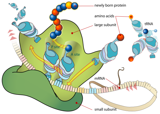 Ribosome Diagram - ClipArt Best