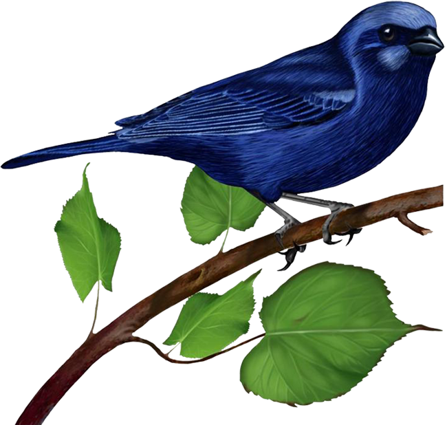 Blue Bird on Banch