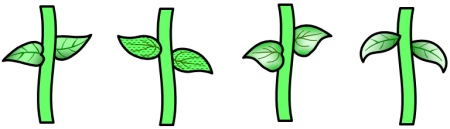 SunflowerBookReportStems.jpg