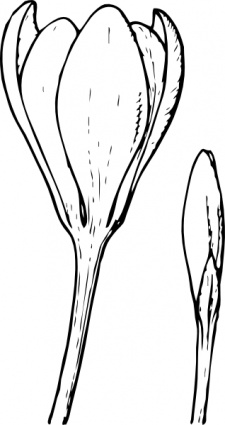 Outline Plants Flower Lineart Garden Bud Crocus vector, free ...