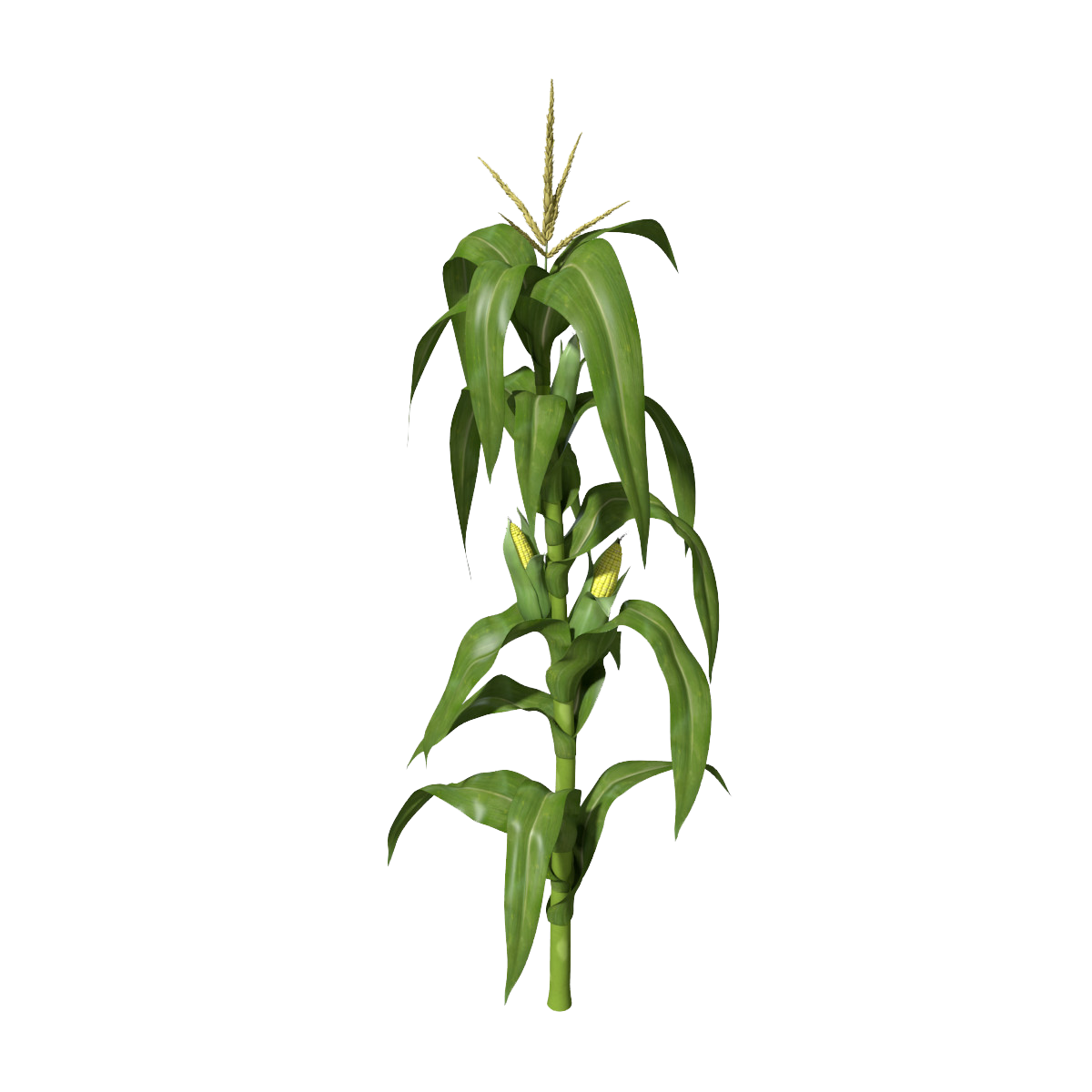 Corn Plant PNG Clipart | PNG Mart
