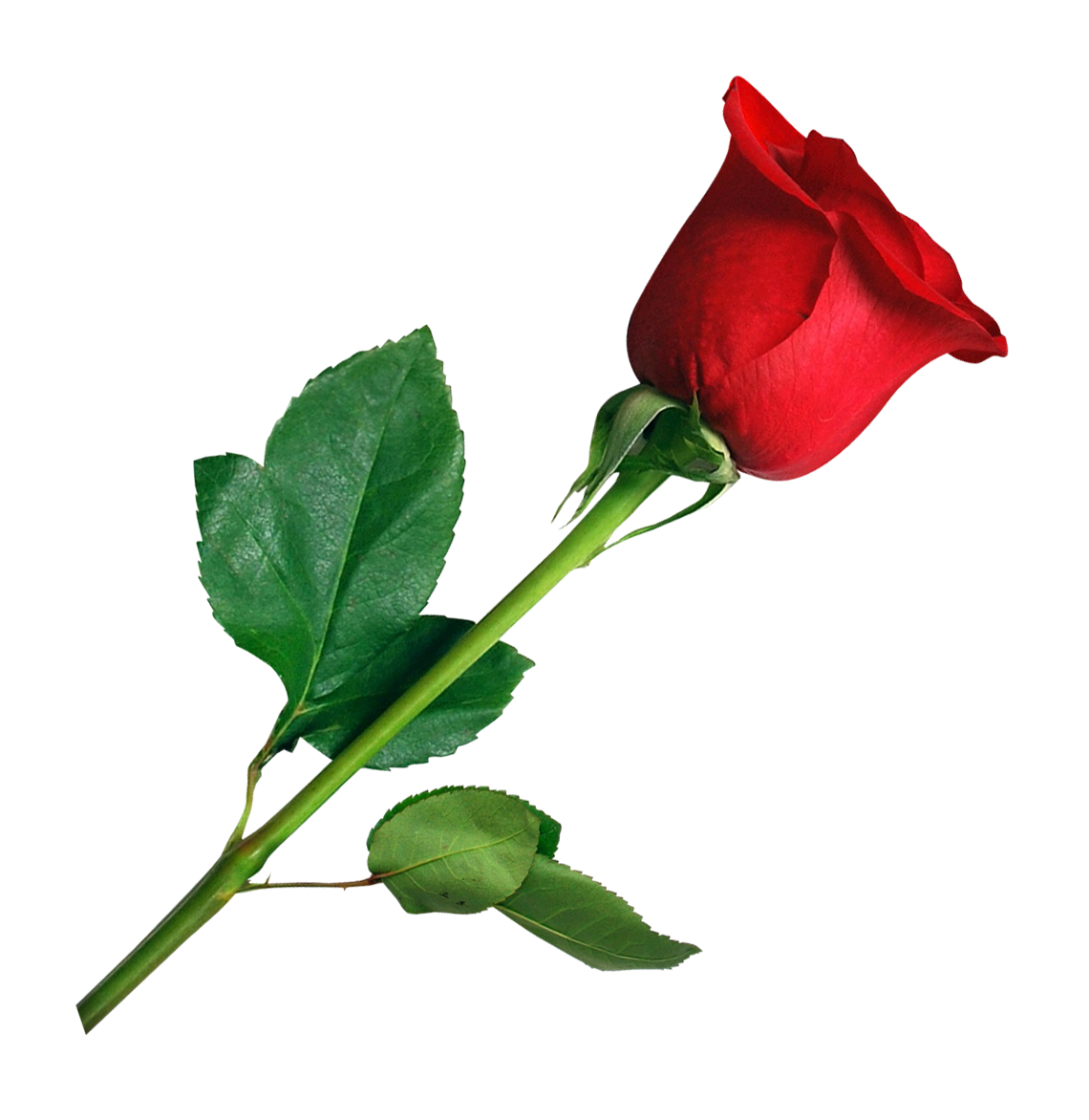 Rose Flower PNG image - PngPix