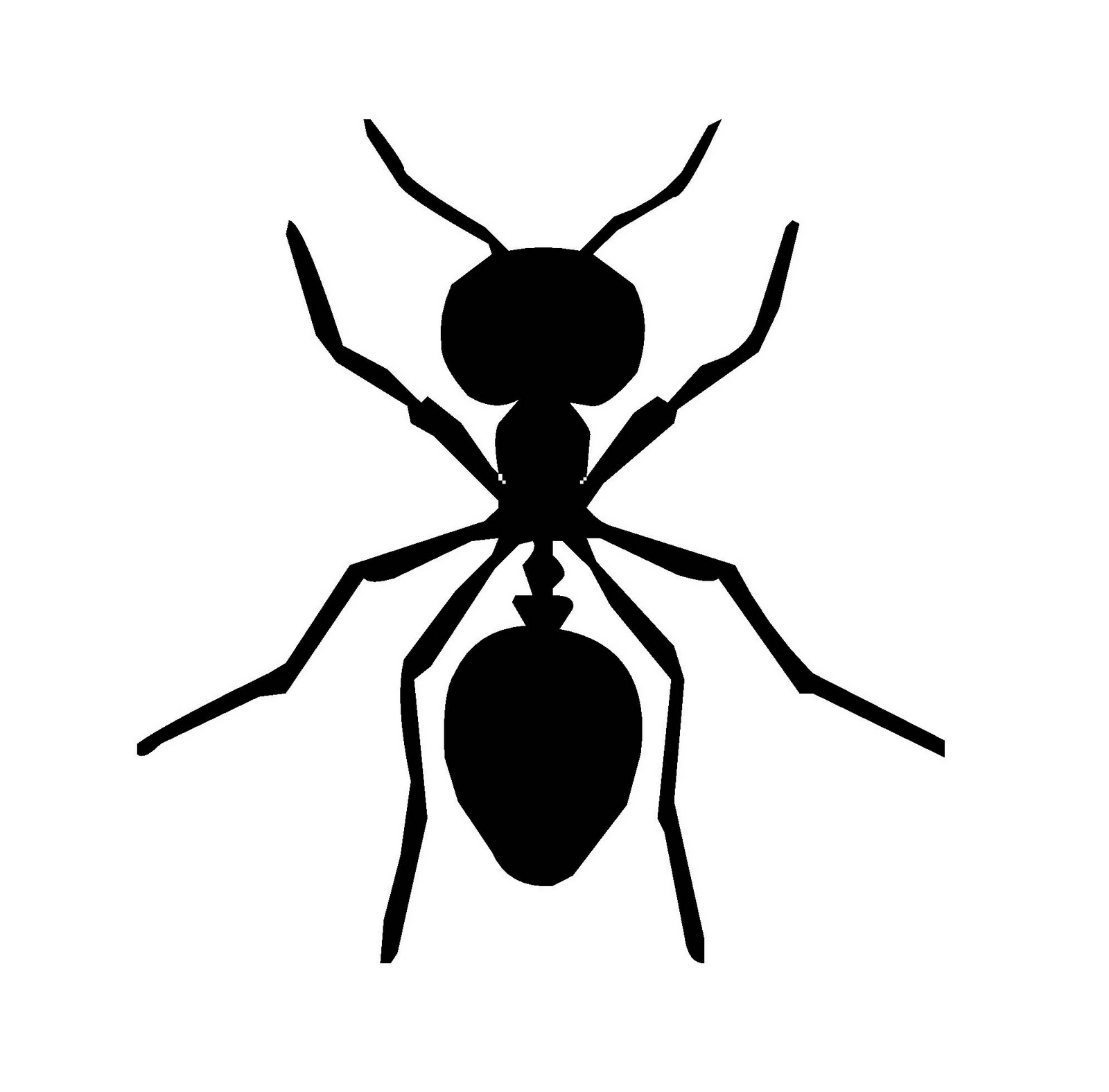 1000+ images about Animal world | San diego, Ants and ...