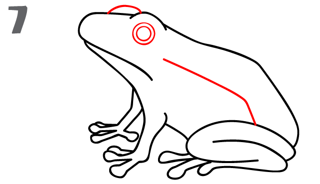 How To Draw a Frog - Step-by-Step