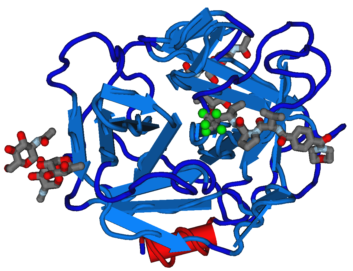1B0F Human Neutrophil Elastase.png